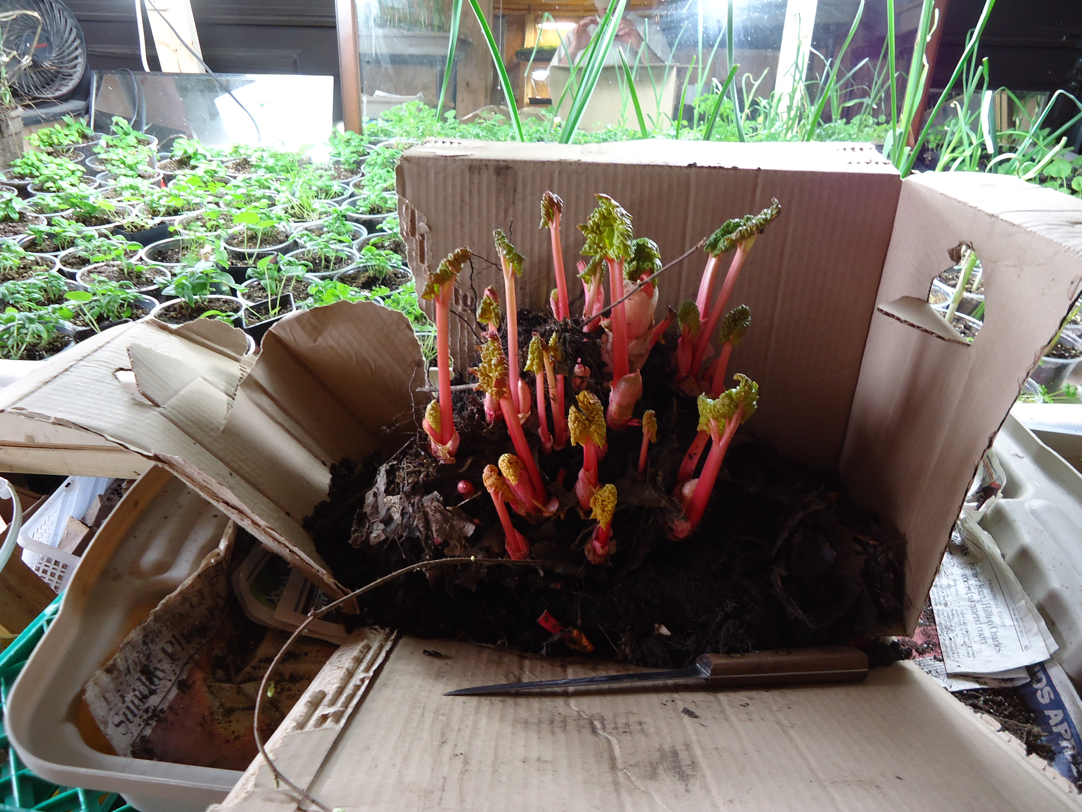 Crop Profiles Rhubarb transplants